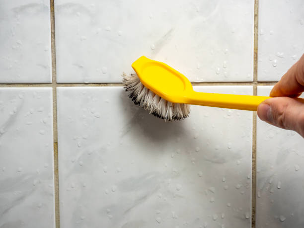 Best Commercial Mold Removal  in North Sarasota, FL