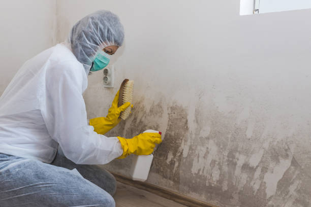 Home Mold Removal in North Sarasota, FL