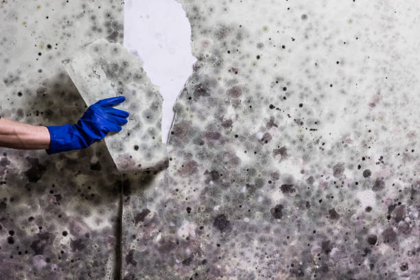 Best Fast Mold Removal  in North Sarasota, FL