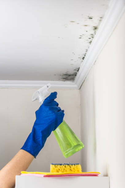Best Toxic Mold Removal  in North Sarasota, FL