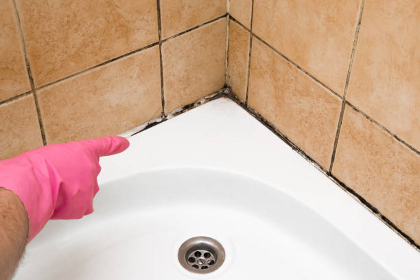 Best Mold Removal Specialists  in North Sarasota, FL